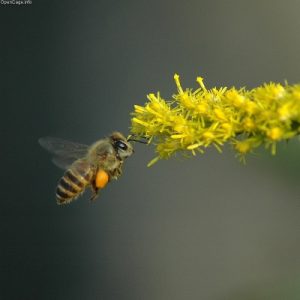 bee_076